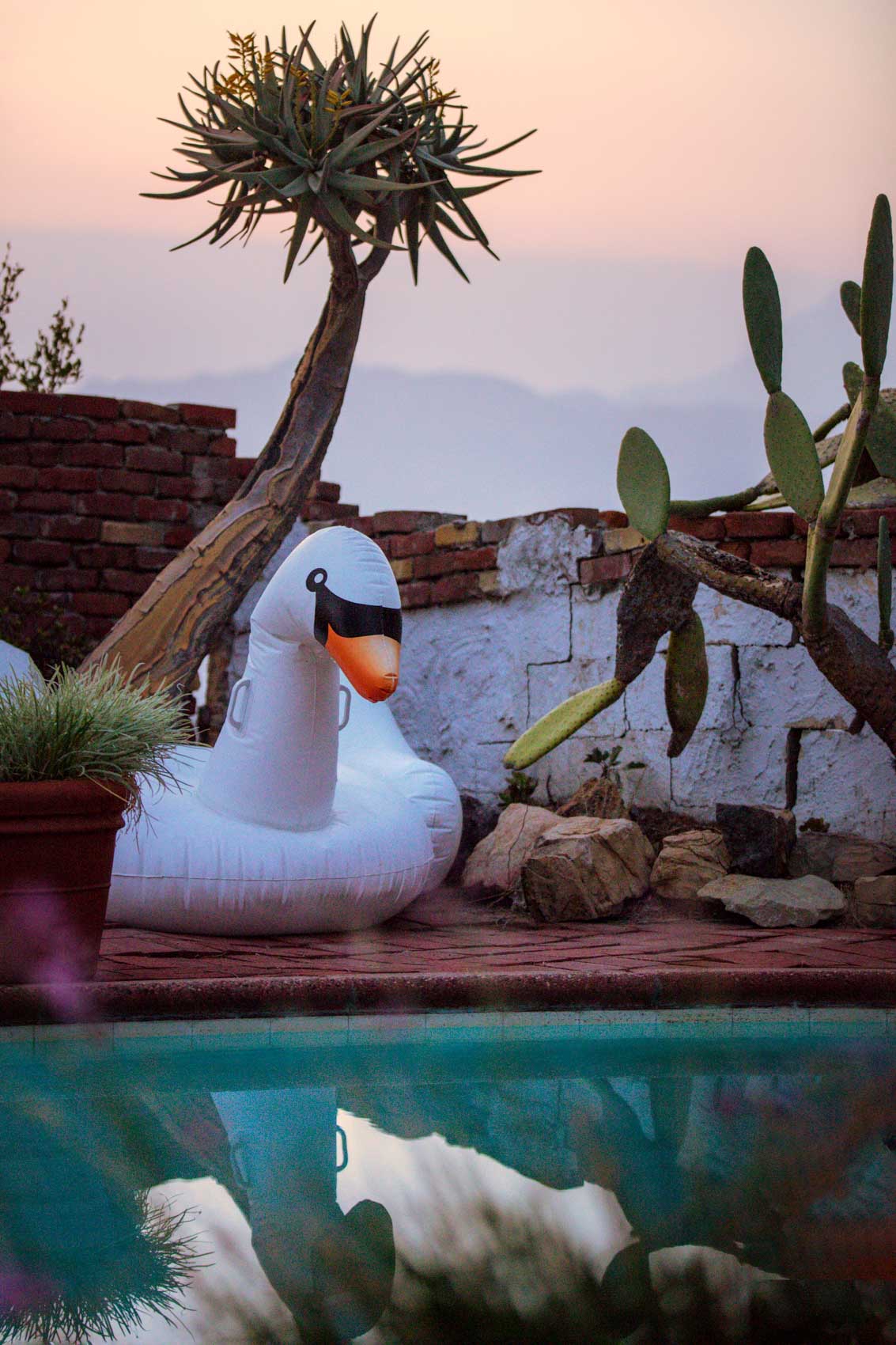 Inflatable Swan In The California Desert